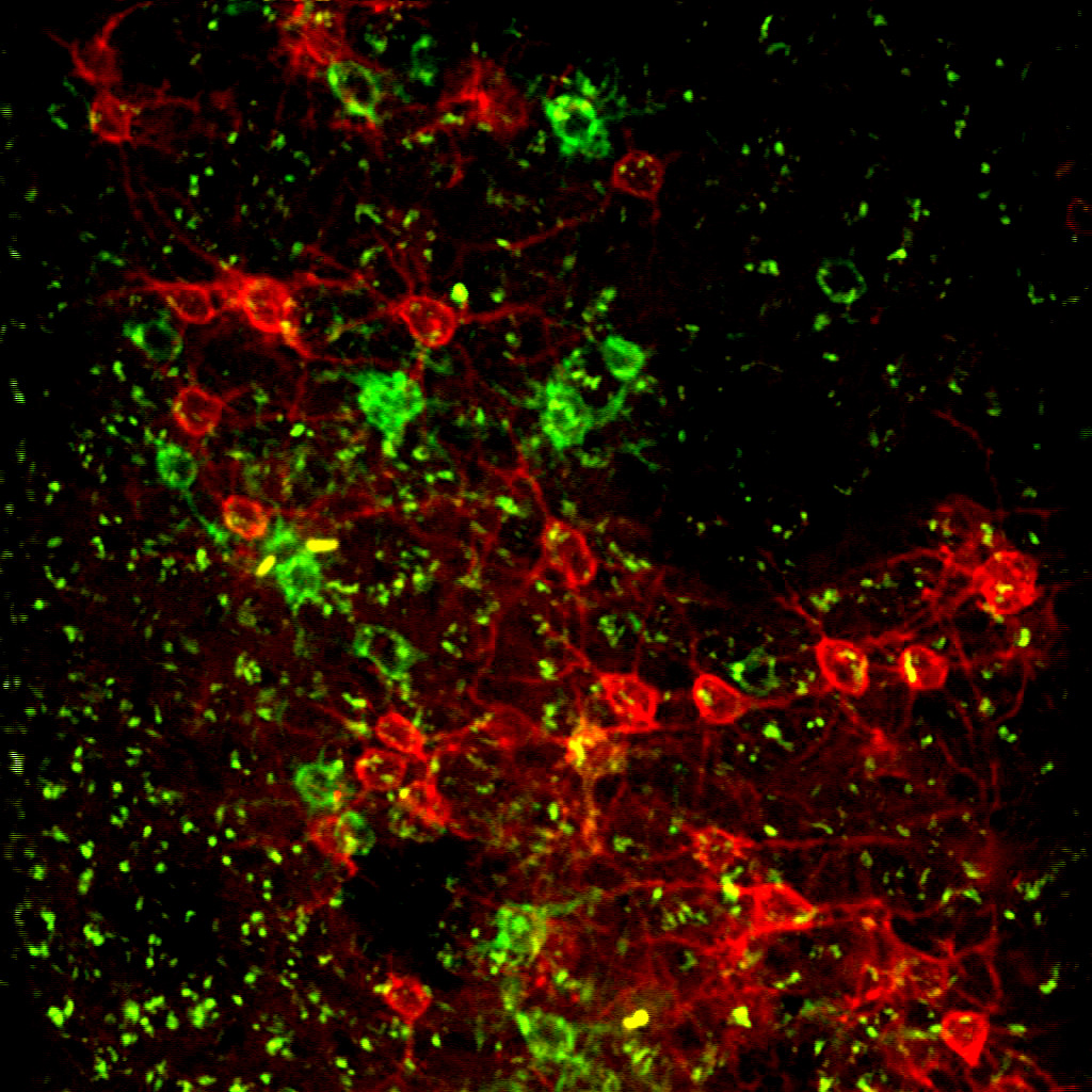 Two-Photon Excited Fluorescence 